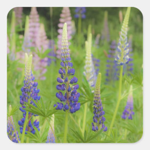 VS, Maine, Nationaal park Acadia. Veld met Vierkante Sticker