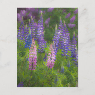 VS, Maine, Southwest Harbor. Bloeiende lupine Briefkaart
