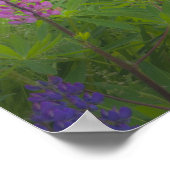 VS, Maine, Southwest Harbour. Blooming lupine Poster (Hoek)