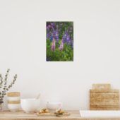 VS, Maine, Southwest Harbour. Blooming lupine Poster (Keuken)