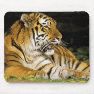 VS, Michigan, Detroit. Detroit Zoo, tijger bij Muismat