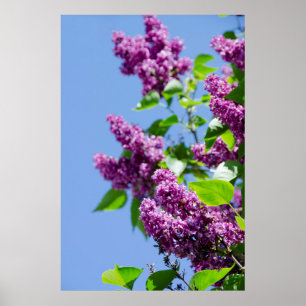 VS, Michigan, Lake Michigan, Mackinac Island Poster