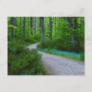 VS, Michigan. Pad Door Het Bos Briefkaart
