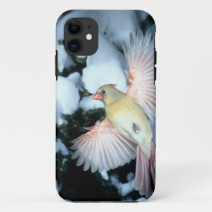 VS, Minnesota, Mendota Heights, vrouwelijke kardin iPhone 11 Hoesje