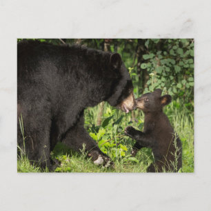VS, Minnesota, Sandstone, Minnesota Wildlife 13 Briefkaart