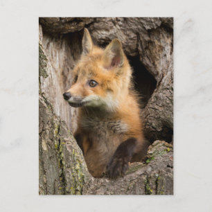 VS, Minnesota, Sandstone, Minnesota Wildlife 14 Briefkaart
