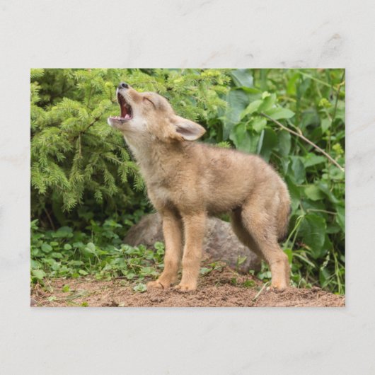 VS, Minnesota, Sandstone, Minnesota Wildlife 2 Briefkaart (Voorkant)