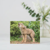 VS, Minnesota, Sandstone, Minnesota Wildlife 2 Briefkaart (Staand voorkant)