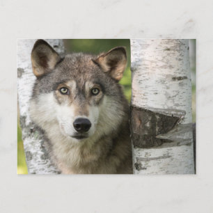VS, Minnesota, Sandstone, Minnesota Wildlife 5 Briefkaart