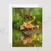 VS, Minnesota, Sandstone, Minnesota Wildlife Briefkaart (Voorkant / Achterkant)