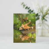 VS, Minnesota, Sandstone, Minnesota Wildlife Briefkaart (Staand voorkant)