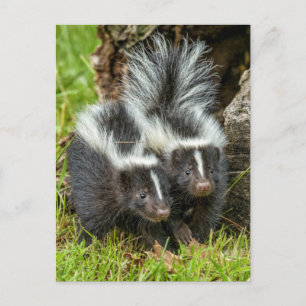 VS, Minnesota, Sandstone, Minnesota Wildlife Briefkaart