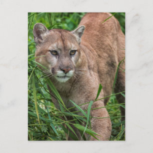 VS, Minnesota, Sandstone, Minnesota Wildlife Briefkaart