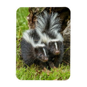 VS, Minnesota, Sandstone, Minnesota Wildlife Magneet
