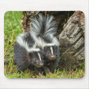 VS, Minnesota, Sandstone, Minnesota Wildlife Muismat