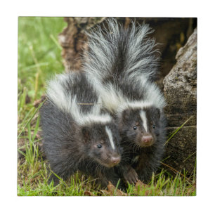 VS, Minnesota, Sandstone, Minnesota Wildlife Tegeltje