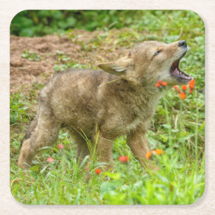 VS, Minnesota, Sandstone, Minnesota Wildlife Vierkante Kartonnen Onderzetter