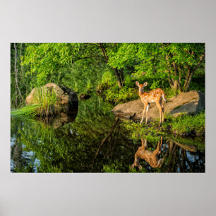 VS, Minnesota, Sandstone, Wilde dieren in Minnesot Poster