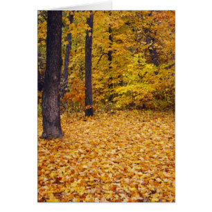 VS, Missouri, Boone County, Maple Forest in
