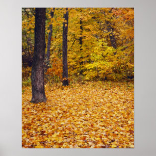 VS, Missouri, Boone County, Maple Forest in Poster