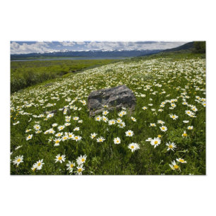 VS, Montana, Wild Daisy blooming in weide door Foto Afdruk