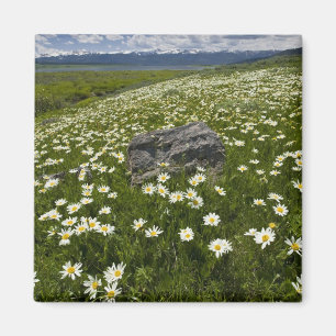 VS, Montana, Wild Daisy blooming in weide door Magneet