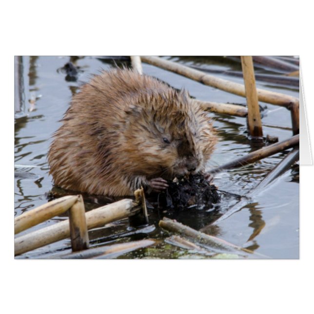 VS, Nebraska. Bever (Voorkant Horizontaal)