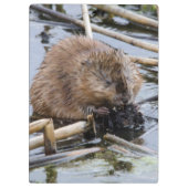 VS, Nebraska. Bever Klembord (Achterkant)