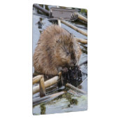 VS, Nebraska. Bever Klembord (Rechts)
