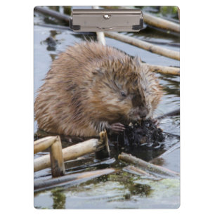 VS, Nebraska. Bever Klembord