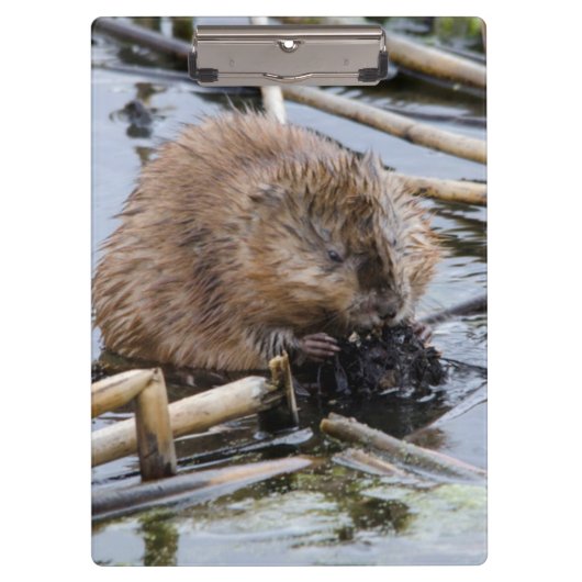 VS, Nebraska. Bever Klembord (Voorkant)