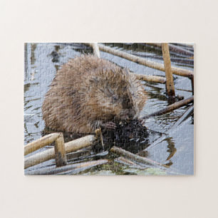 VS, Nebraska. Bever Legpuzzel