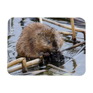 VS, Nebraska. Bever Magneet