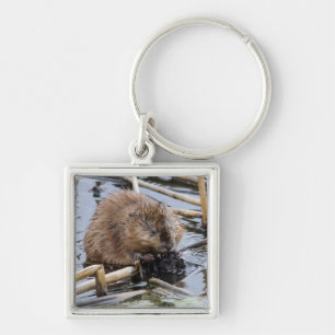 VS, Nebraska. Bever Sleutelhanger