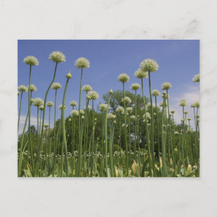 VS, New England, Massachusetts, Boston, 3 Briefkaart