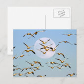 VS, New Mexico, Bosque del Apache Briefkaart (Voorkant / Achterkant)