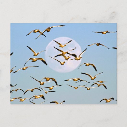 VS, New Mexico, Bosque del Apache Briefkaart (Voorkant)