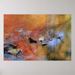 VS, New York, Adirondacks, Gevallen bladeren in Poster