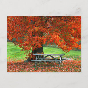 VS, New York, West Park. Bank onder esdoorn Briefkaart