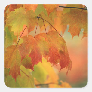 VS, noordoosten, Maple Leaves in Rain. Krediet als Vierkante Sticker