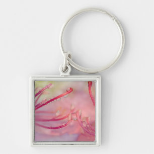 VS, North Carolina. Catawba rododendron met Sleutelhanger