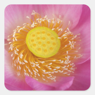 VS; North Carolina; Lotus bloeiend in de Vierkante Sticker