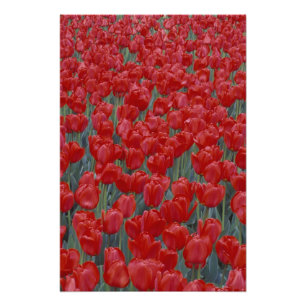 VS, Ohio, Cincinnati. Bed met rode tulpen Foto Afdruk