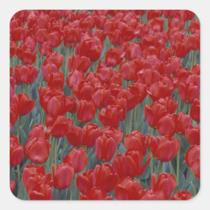 VS, Ohio, Cincinnati. Bed met rode tulpen Vierkante Sticker