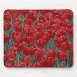 VS, Ohio, Cincinnati. Bed van rode tulpen Muismat