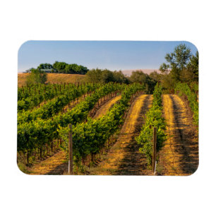 VS, Oost-Washington, Walla Walla Wingerd Magneet