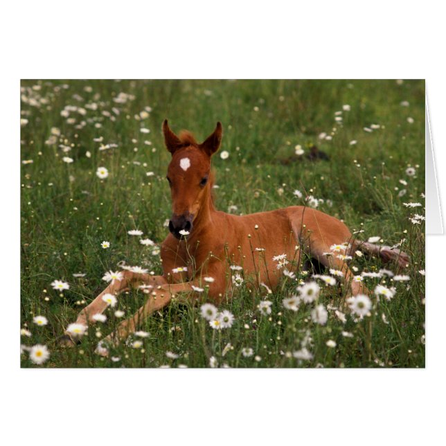 VS, Oregon, Arabisch Pony. (Voorkant Horizontaal)