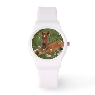 VS, Oregon, Arabisch Pony. Horloge