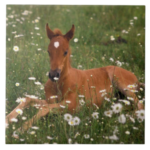 VS, Oregon, Arabisch Pony. Tegeltje