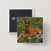 VS, Oregon, Arabisch Pony. Vierkante Button 5,1 Cm (Voorkant /achterkant)